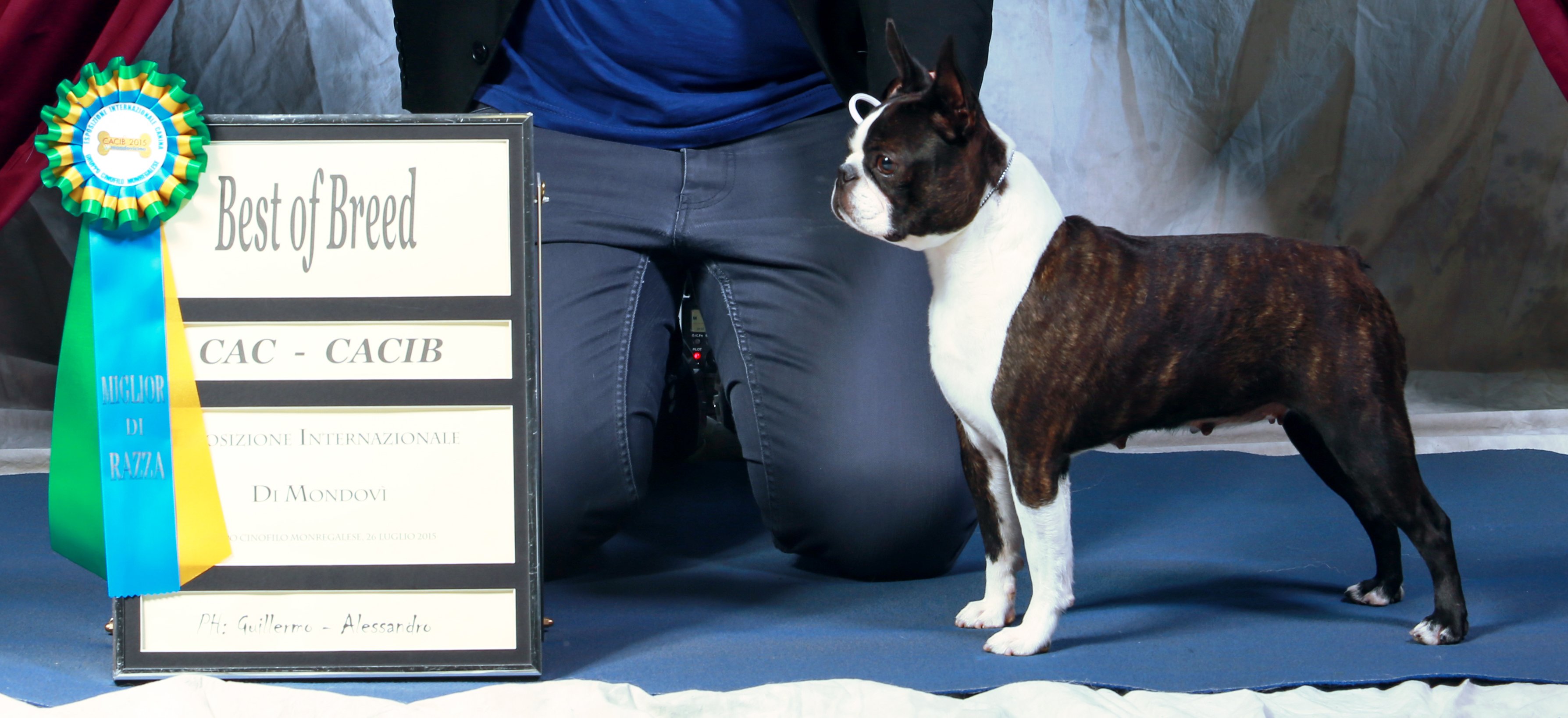 boston terrier muzzle