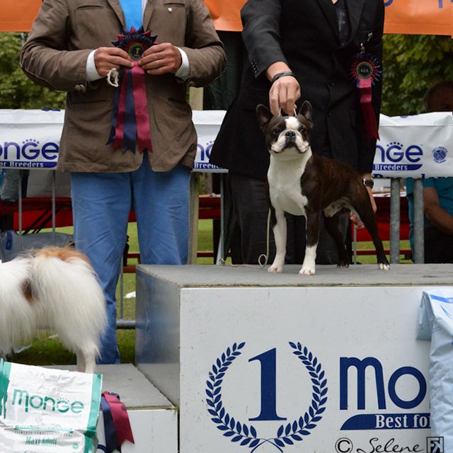 Boston-Terrier-Esposizione