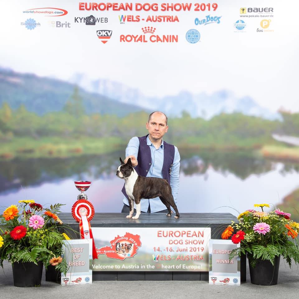 campione-europa-boston-terrier-best-of-breed-EWDS